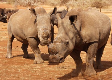 Supply chain of horn from Kruger Park disrupted - investigators