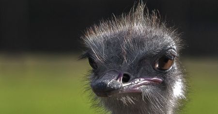 Karoo ostrich farmers and workers fear avian flu outbreak after Gauteng cases