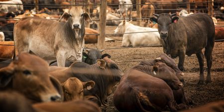 Agriculture Minister Thoko Didiza lifts countrywide ban on cattle movement