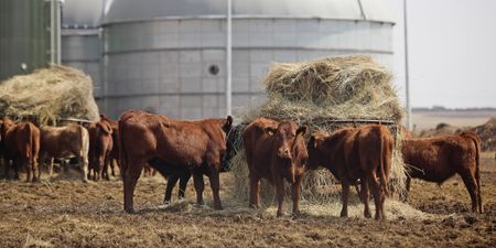 Agricultural organisations and experts warn that animal vaccine production in SA could fail