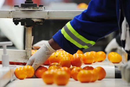 How Agoa non-renewal threatens South African citrus industry and US consumers