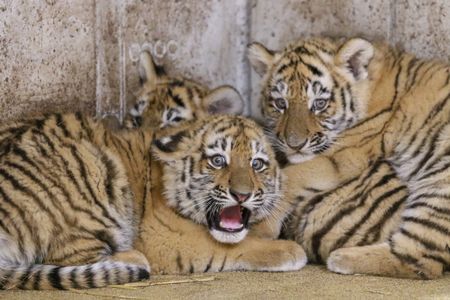 Siberian tiger cubs born in Polish zoo, and more from around the world