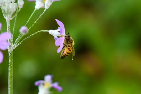 Honeybees are disappearing overnight: Theft and vandalism of bee boxes and honey are rife throughout SA
