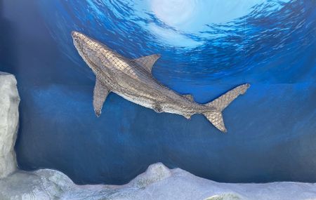 Jaws truly: Kids learn about the ocean’s apex predators at a centre on the Cape Peninsula