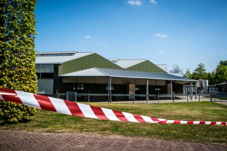 Netherlands to close mink farms after coronavirus outbreaks