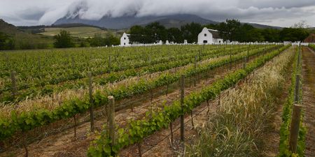 From exuberance to distress – South African wine farmers in the red despite consumption boom