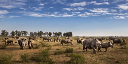 Hume's herd of 2,000 African rhinos get a last-minute ‘lifeline’ in major purchase and rewilding project