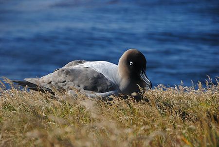 SA unveils biosecurity plan after avian flu ravages Marion Island