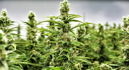Cannabis legalisation: An open letter to the ConCourt