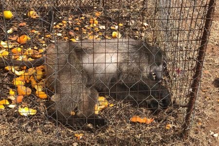 Court throws out farmer’s privacy claim after activist exposes ‘barbaric’ animal traps