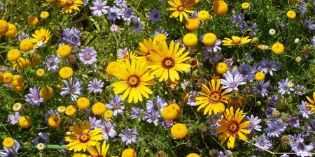 From exotic to indigenous – a groundbreaking guide to South Africa's rich plant diversity