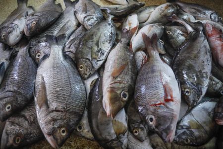 Fisheries crime is a huge parallel economic system – FishFORCE is harnessing tech to fight it