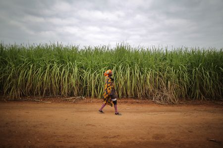 Sugarcane growers stand by claims of job losses linked to sugar tax