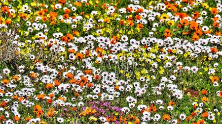 A (veld)kool day in a blooming West Coast paradise