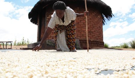 Zimbabwe’s Thirstlands: Where drought shrivels lives and crops