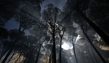 Timber industry: A 'perfect storm' brewing