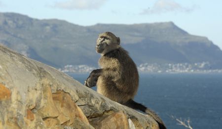 Why try to undermine a court order that can benefit baboons and communities?