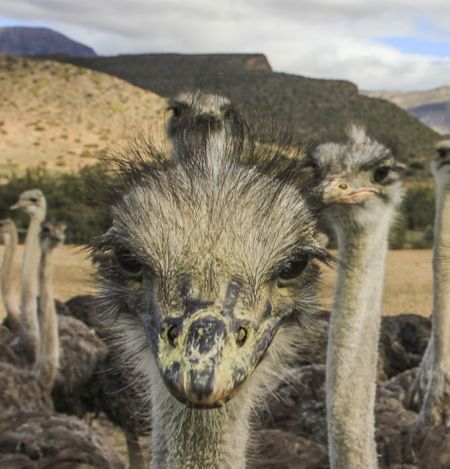 Curious Karoo critters
