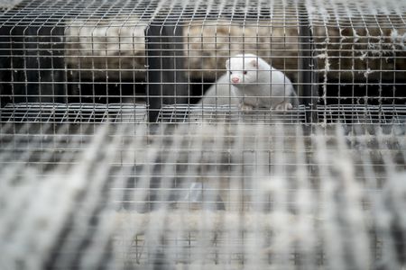 WHO looks at mink farm biosecurity globally after Danish coronavirus cases