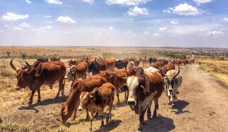 Boko Haram's cattle rustling: funding terrorism and exerting control in the Lake Chad Basin