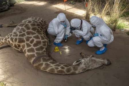 Dutch students process a fake crime scene during their SA training, and more from around the world