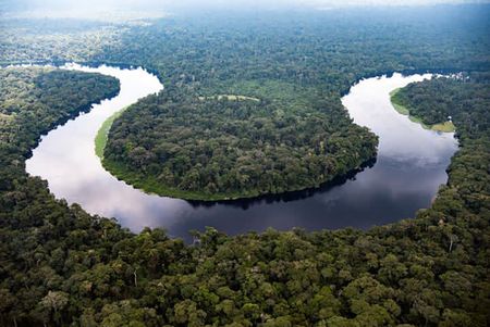 Good news for bonobos and elephants: Africa’s largest rainforest reserve is off Unesco’s endangered list