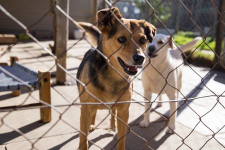 National Lotteries Commission to ditch animal welfare funding from next year