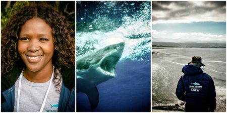 How learning to co-exist with sharks will save us, them – and the ocean