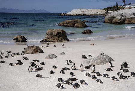 Ex-environment minister Creecy under fire from penguin conservation groups in fishing row