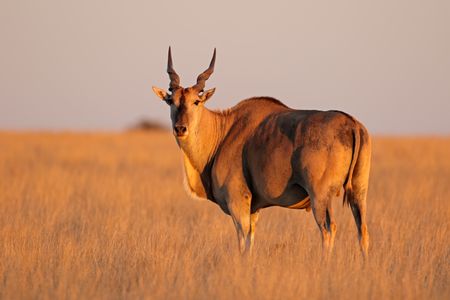 In thrall to the King of Venison