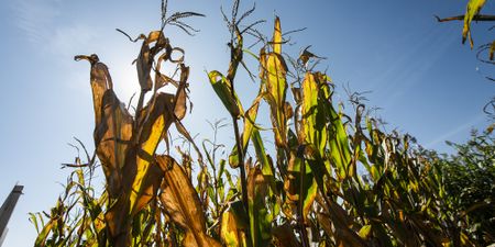 South African agribusiness must keep a close eye on export markets and opportunities in the rest of Africa