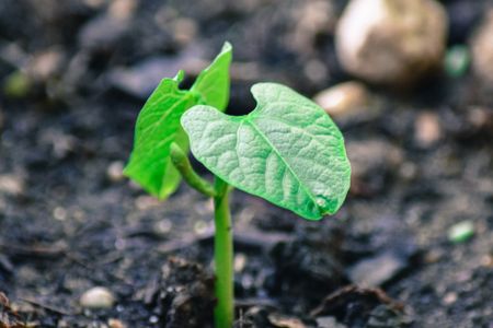 Spring Awakening: The opportunity’s ours, like fynbos after the fire