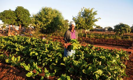 SMME focus: Banks' agripreneur programmes boost jobs from seed to shelf