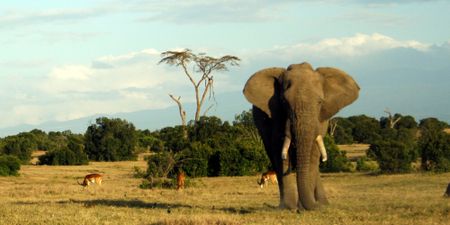 Top international biologists and planners call for an end to elephants in captivity