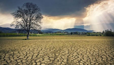 Plans adopted at COP28 to transform agrifood systems and ensure food security