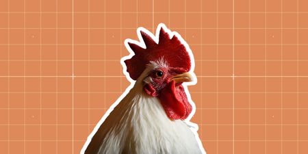 Feathers fly at Daybreak Foods – whistle-blower points finger at compliance chiefs