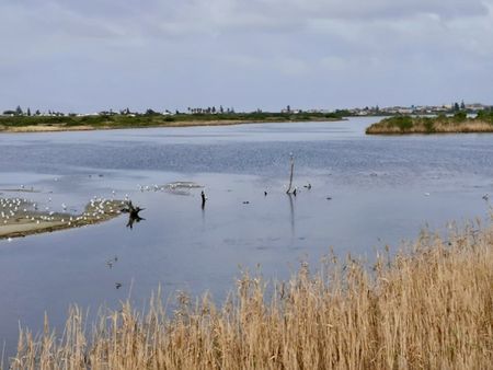 Cape Town sports clubs suspend sailing, canoeing, and rowing over high pollution levels