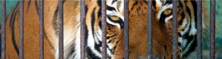 Behind bars — South Africa's tiger farming crisis and its hidden global implications