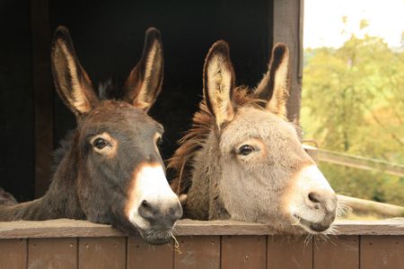 China demand for donkey skins sees illicit trade and cruelty skyrocket in West Africa
