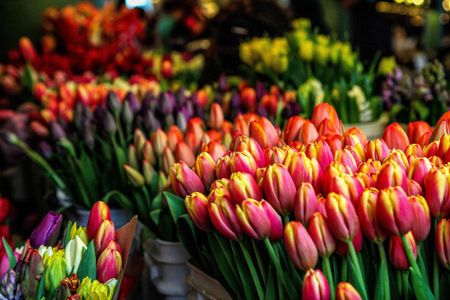 Perennial delight: A Dutch master’s touch on a South African canvas