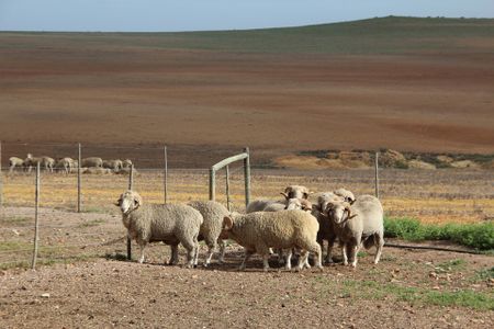 The case for mutton