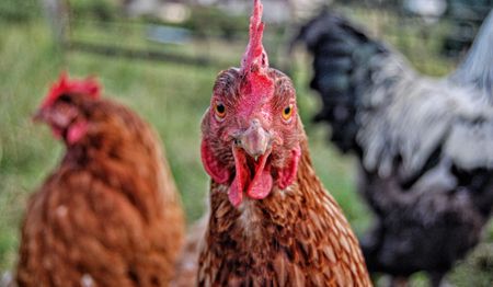Putting the Brazilian fox in charge of the South African hens